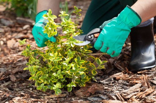 Overgrown garden clearance work in Childs Hill with waste removal