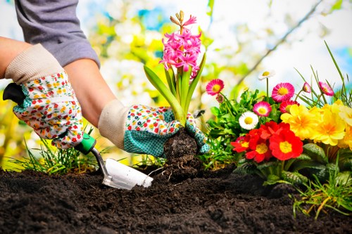 Local gardener providing lawn and hedge care in Childs Hill
