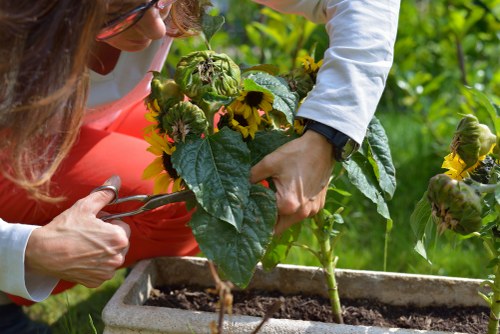 Low-maintenance planting and paving in Childs Hill