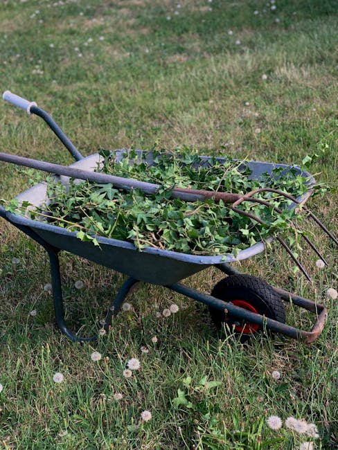 A blue plastic wheelbarrow with a single black wheel and red hub, filled with green leafy garden waste, including ivy and small branches, positioned on a grassy lawn. The grass appears slightly uneven